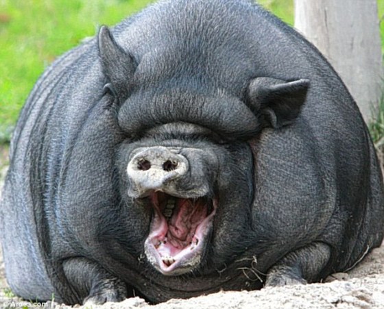 Seekor babi Vietnam tertawa memperlihatkan gerahamnya